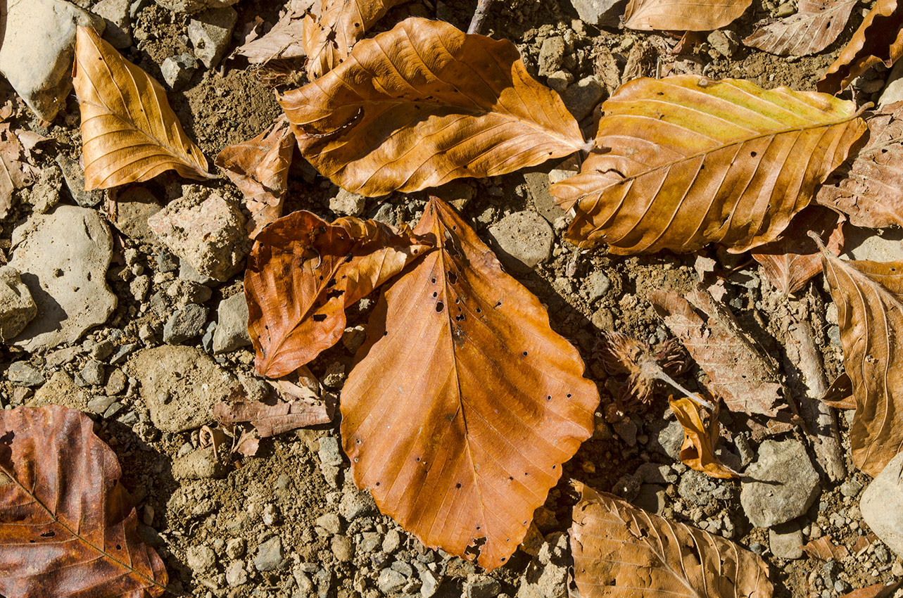 Изображение особи Fagus orientalis.