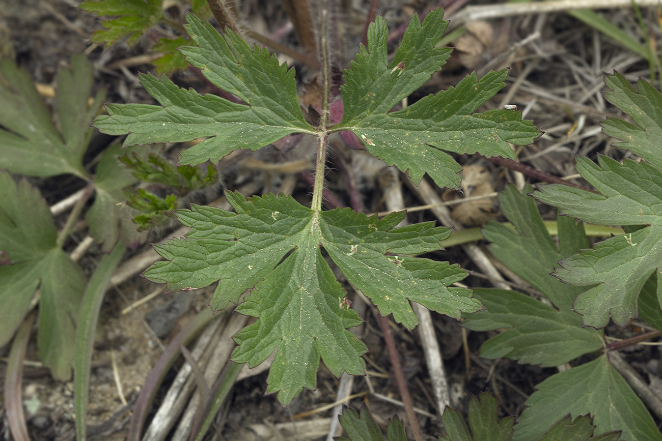 Image of Pulsatilla tatewakii specimen.