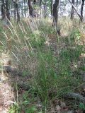 Calamagrostis arundinacea. Плодоносящее растение в глубине леса. Пензенская обл., Спасский р-н, с. Ново-Зубово. 25.07.2010.