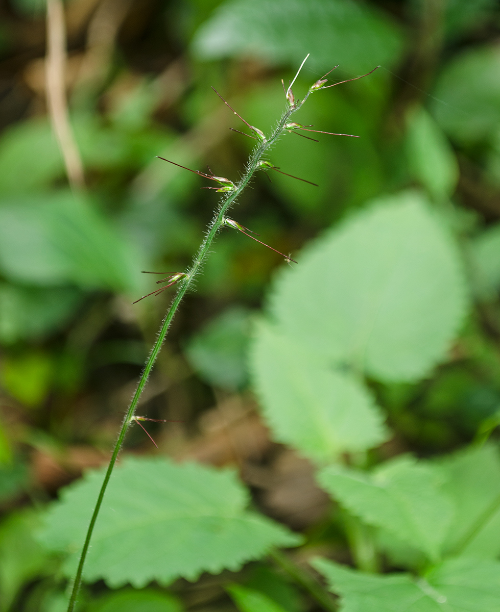 Image of Oplismenus undulatifolius specimen.