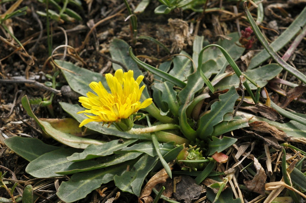 Image of Taraxacum kok-saghyz specimen.