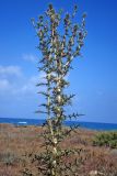 Echinops spinosissimus. Верхушка бутонизирующего растения. Кипр, окр. г. Пафос, берег Средиземного моря. 13.07.2019.