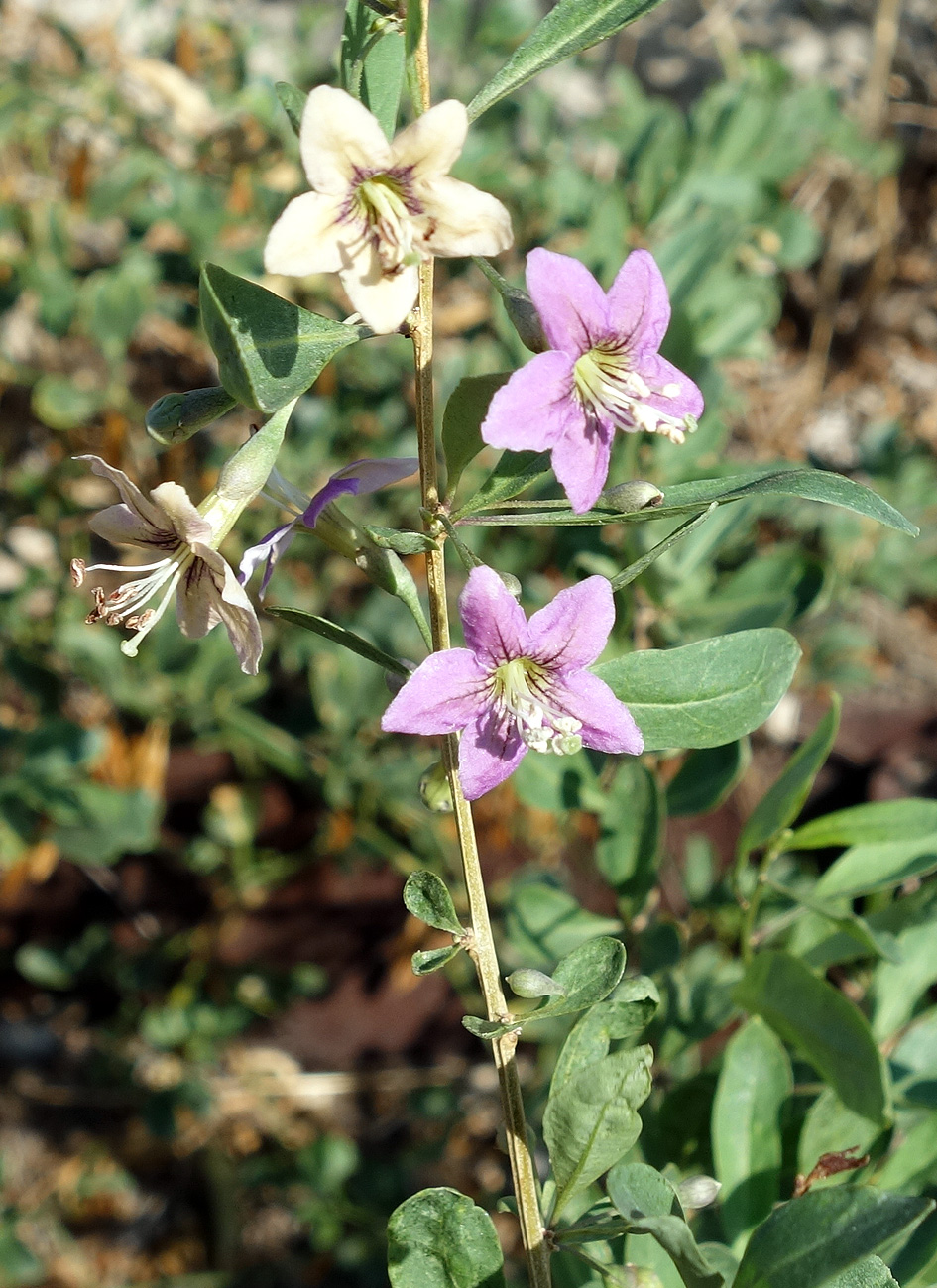 Изображение особи Lycium barbarum.