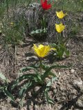 Tulipa sosnowskyi