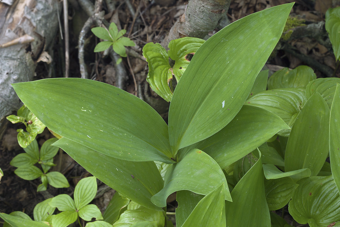 Изображение особи Convallaria keiskei.