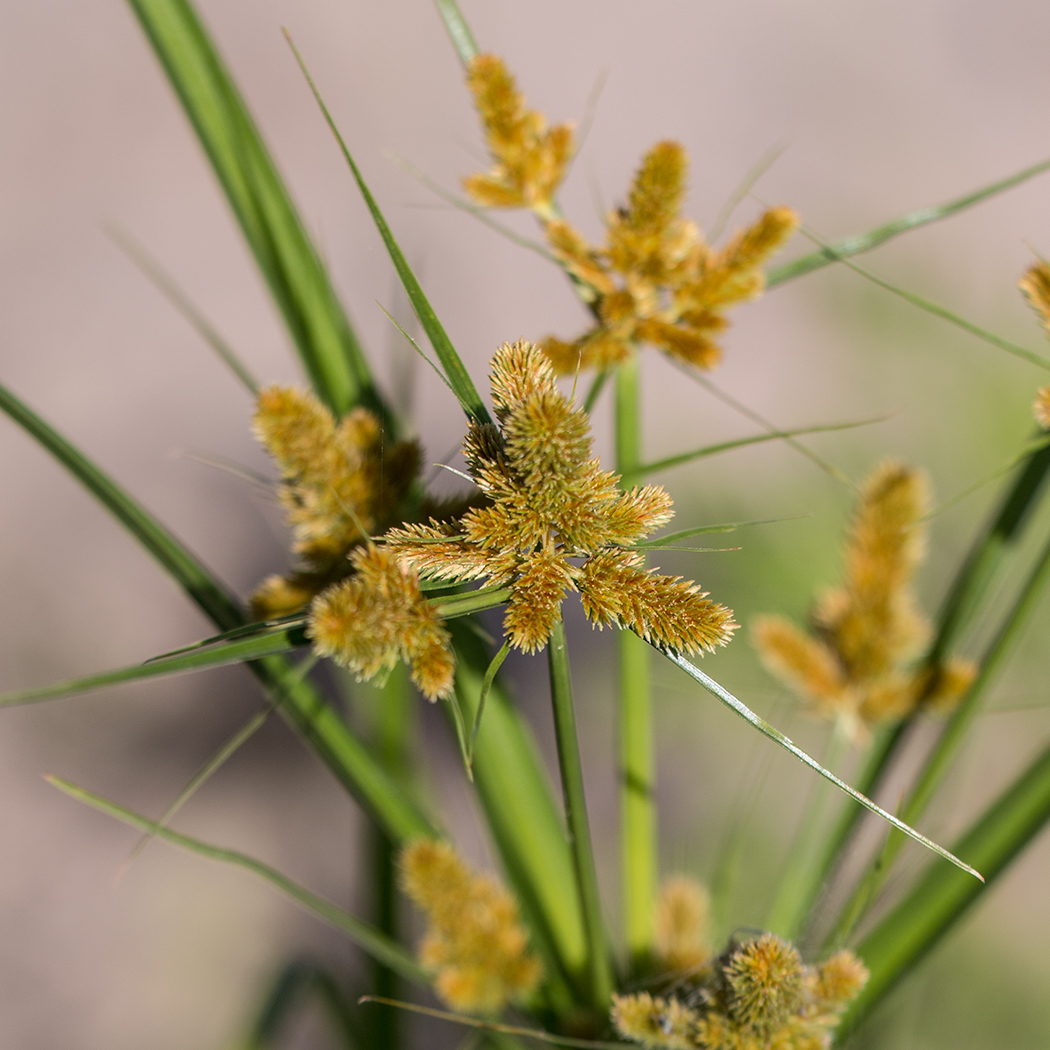 Изображение особи Cyperus glomeratus.