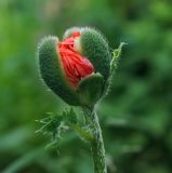 Papaver setiferum. Верхушка побега с распускающимся бутоном. Пермский край, Краснокамский р-н, садовый участок, по краю скошенного луга. 15.06.2019.