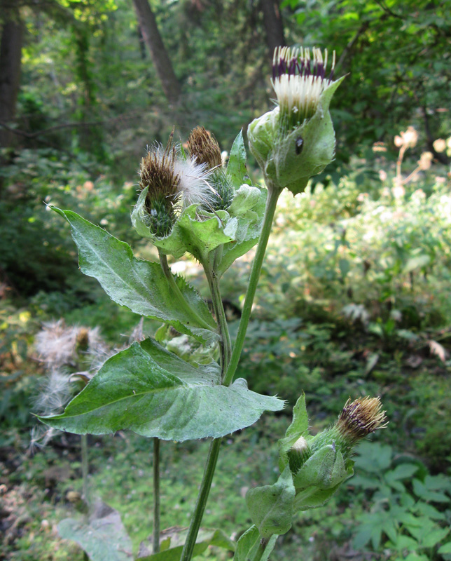 Изображение особи Cirsium oleraceum.