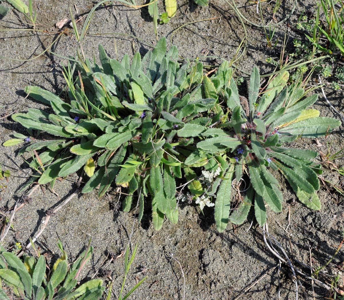 Image of Hormuzakia aggregata specimen.