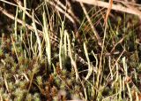 genus Cladonia. Таллом с подециями среди мха. Коми, Сыктывдинский р-н, окр. ст. Язель, долина р. Вычегда, сосновый лес. 01.09.2018.