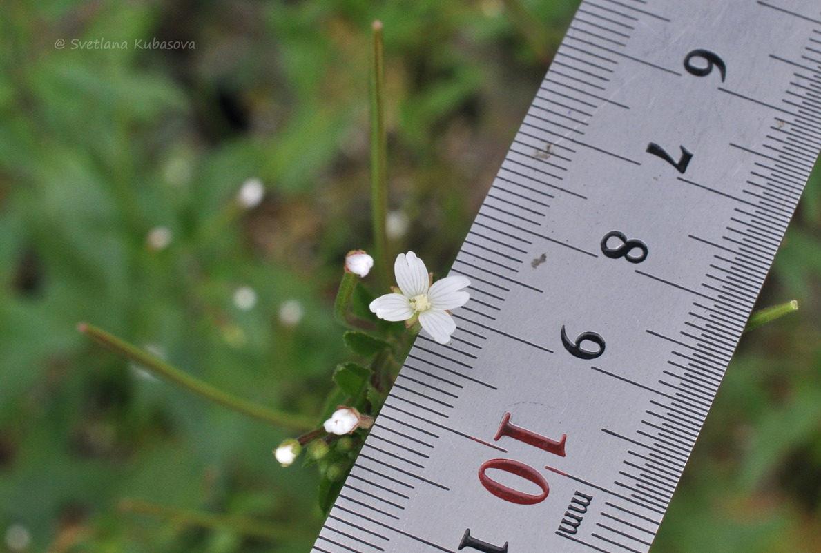 Изображение особи Epilobium pseudorubescens.