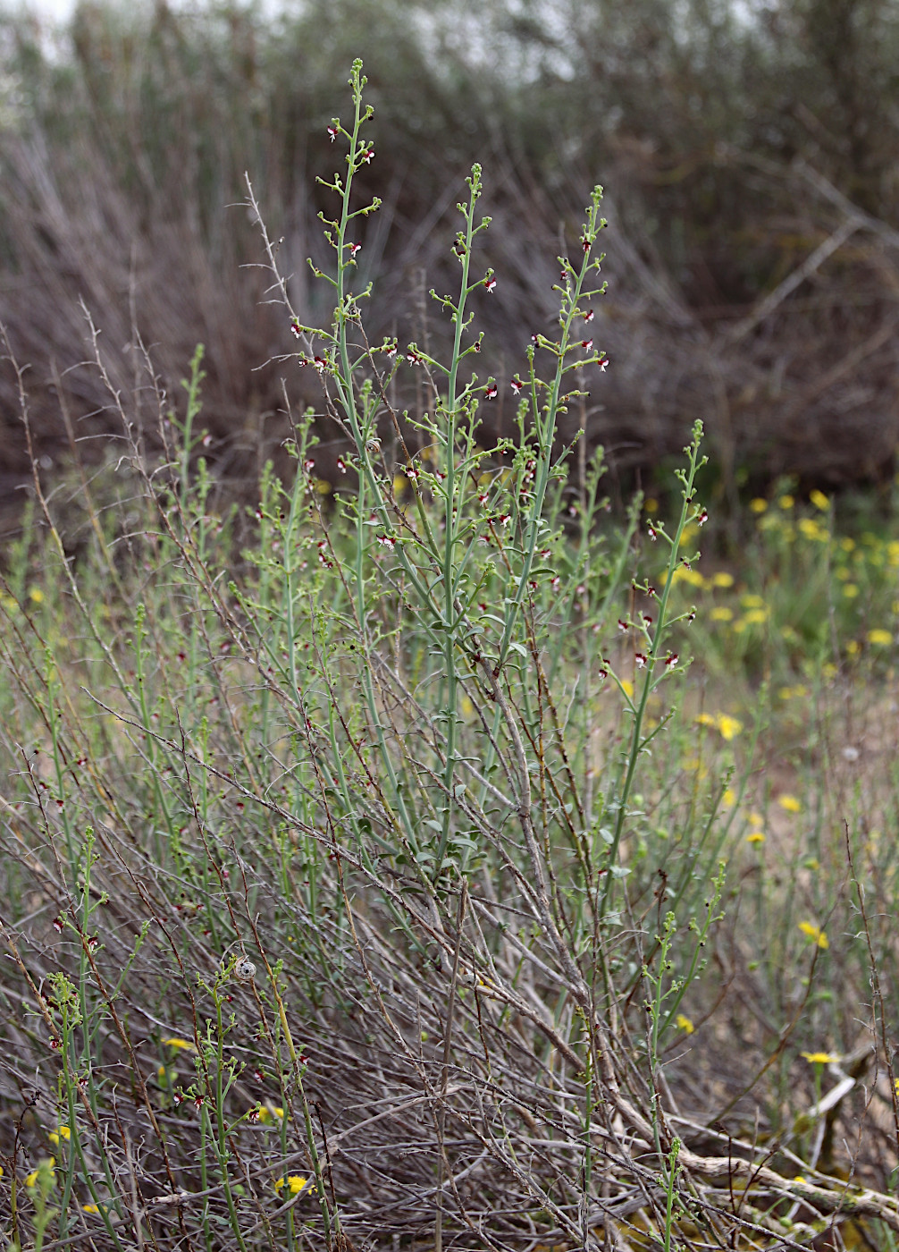 Image of Scrophularia hypericifolia specimen.