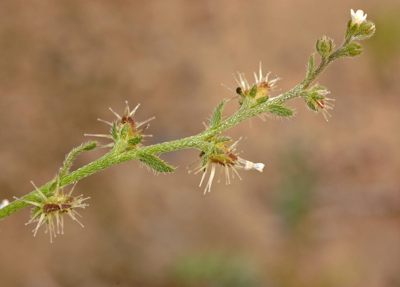 Image of genus Lappula specimen.