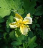 Chelidonium majus