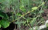 Tropaeolum majus