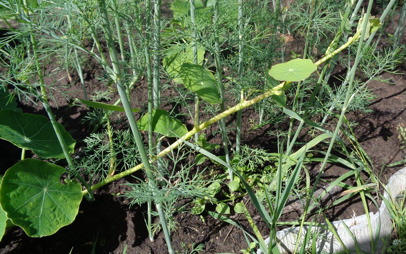 Image of Tropaeolum majus specimen.