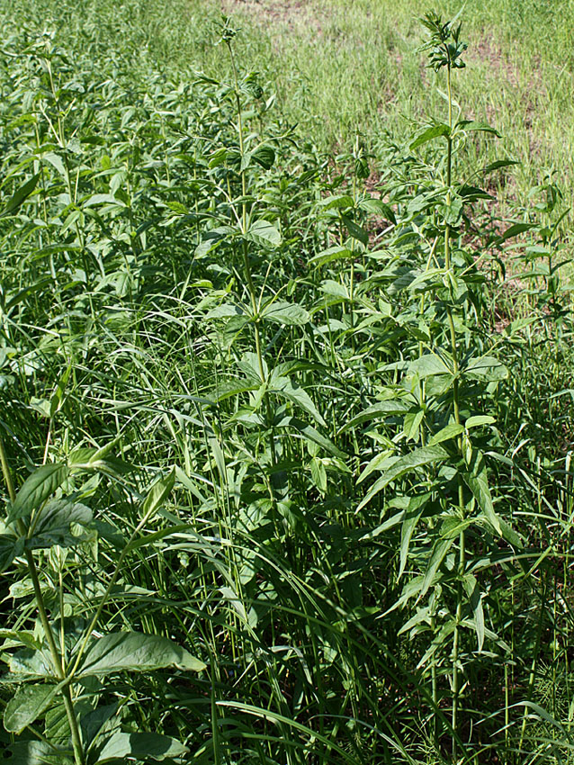 Изображение особи Lysimachia vulgaris.