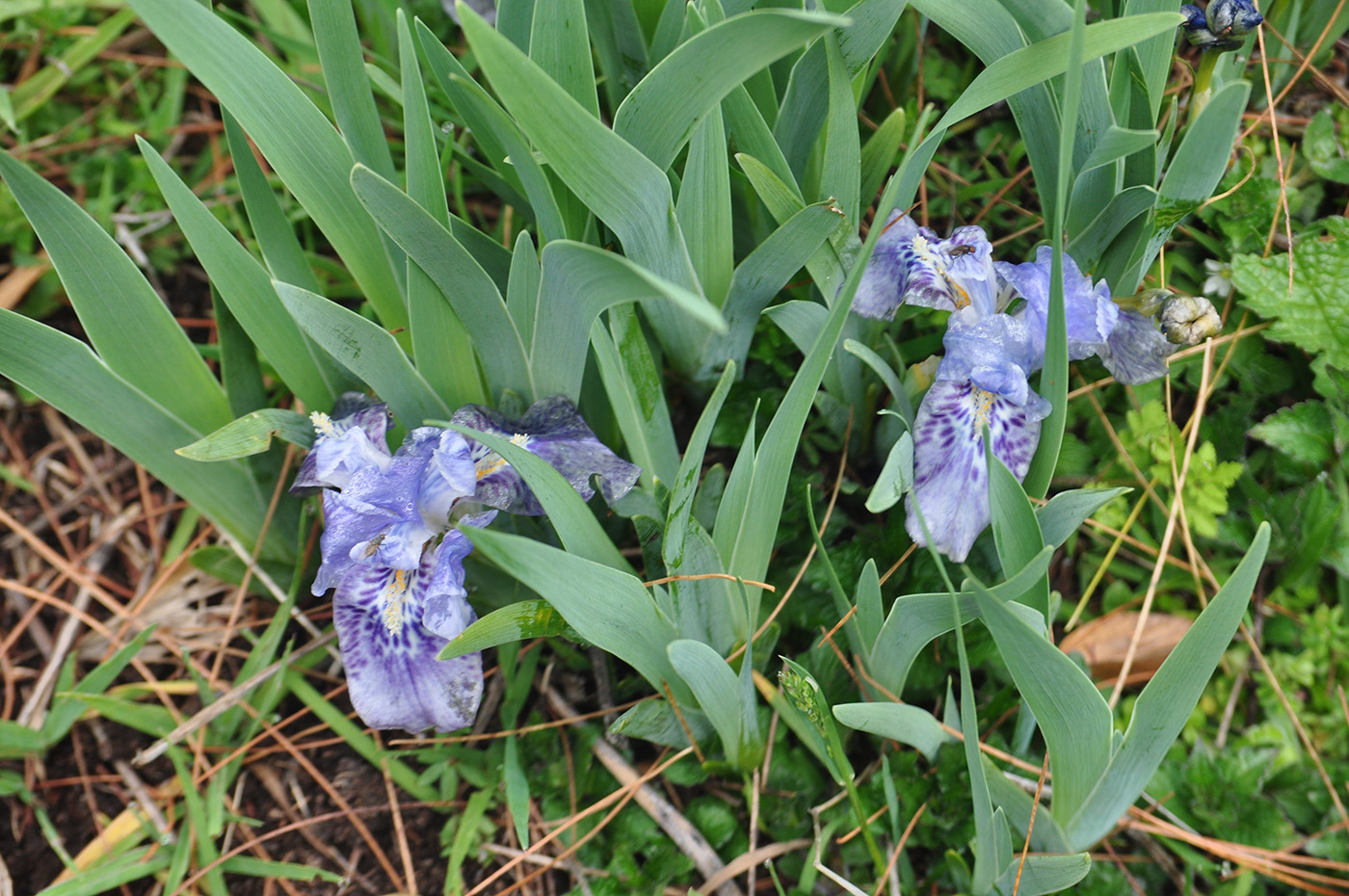 Изображение особи Iris kemaonensis.