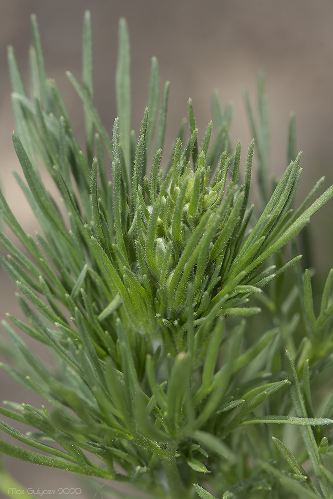 Image of Delphinium hispanicum specimen.