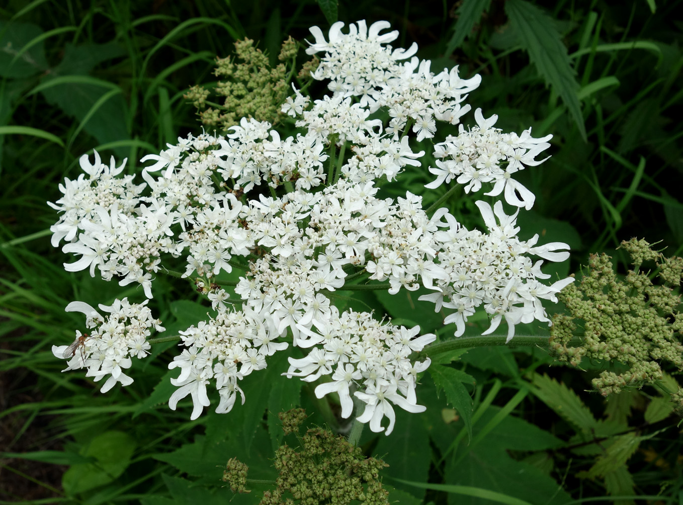 Изображение особи Heracleum moellendorffii.