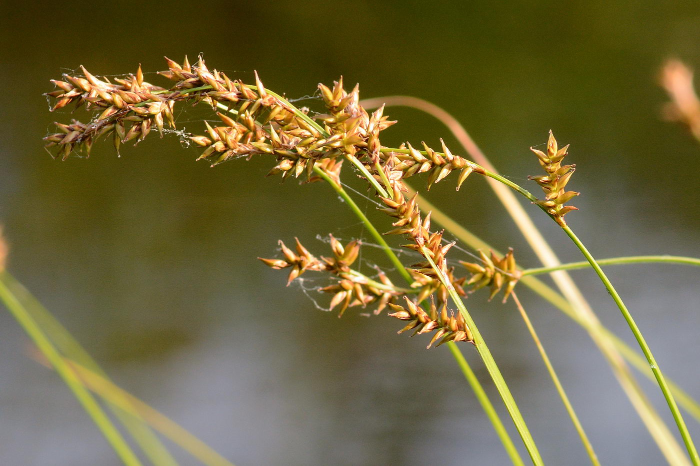 Изображение особи Carex elongata.