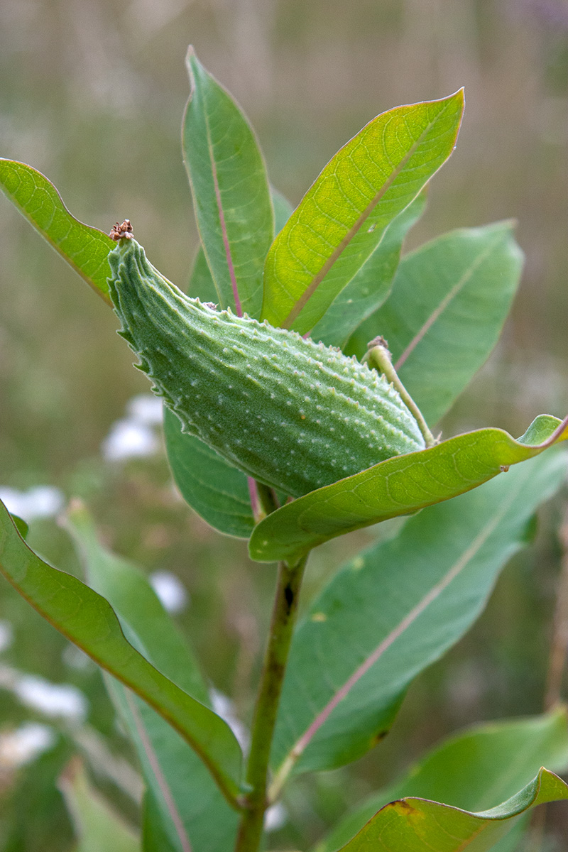 Image of Asclepias syriaca specimen.