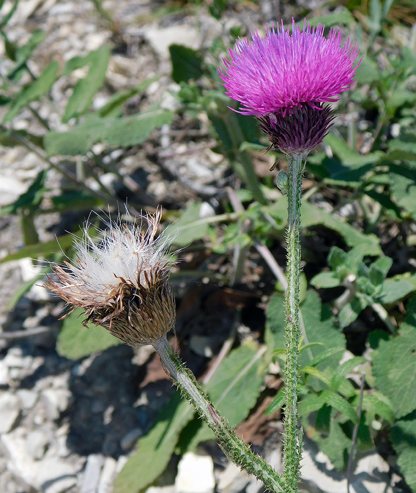 Изображение особи Carduus acanthoides.