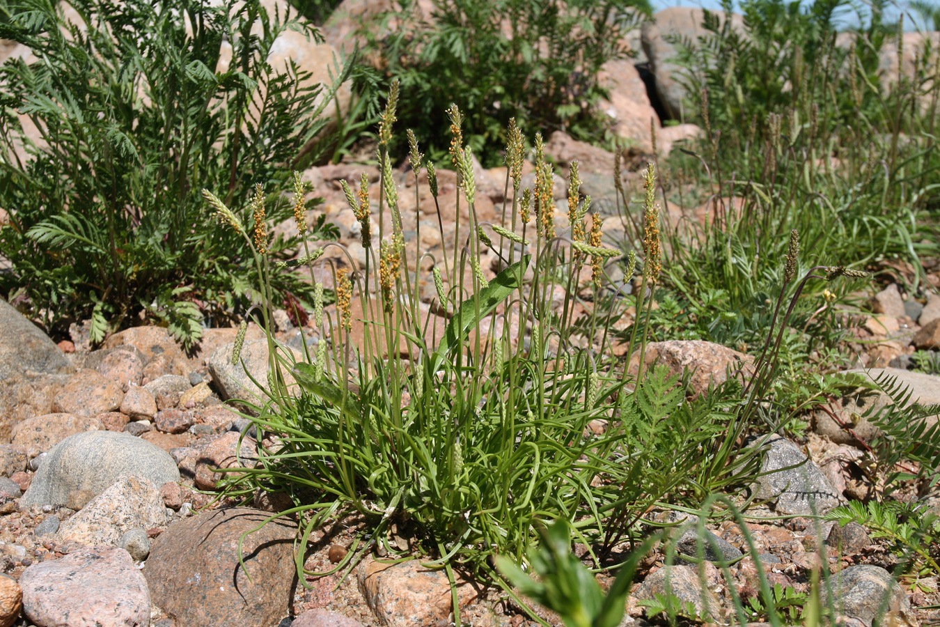 Изображение особи Plantago maritima.