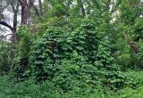 Humulus lupulus. Растения на ветвях Acer negundo. Воронежская обл., Лискинский р-н, музей-заповедник \"Дивногорье\", берег р. Тихая Сосна, прибрежный лес из Salix alba и Acer negundo. 02.06.2019.
