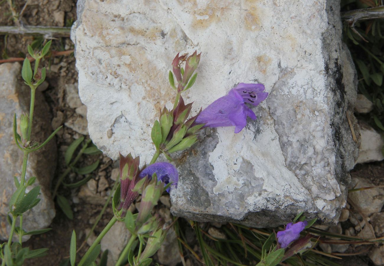 Image of Dracocephalum peregrinum specimen.