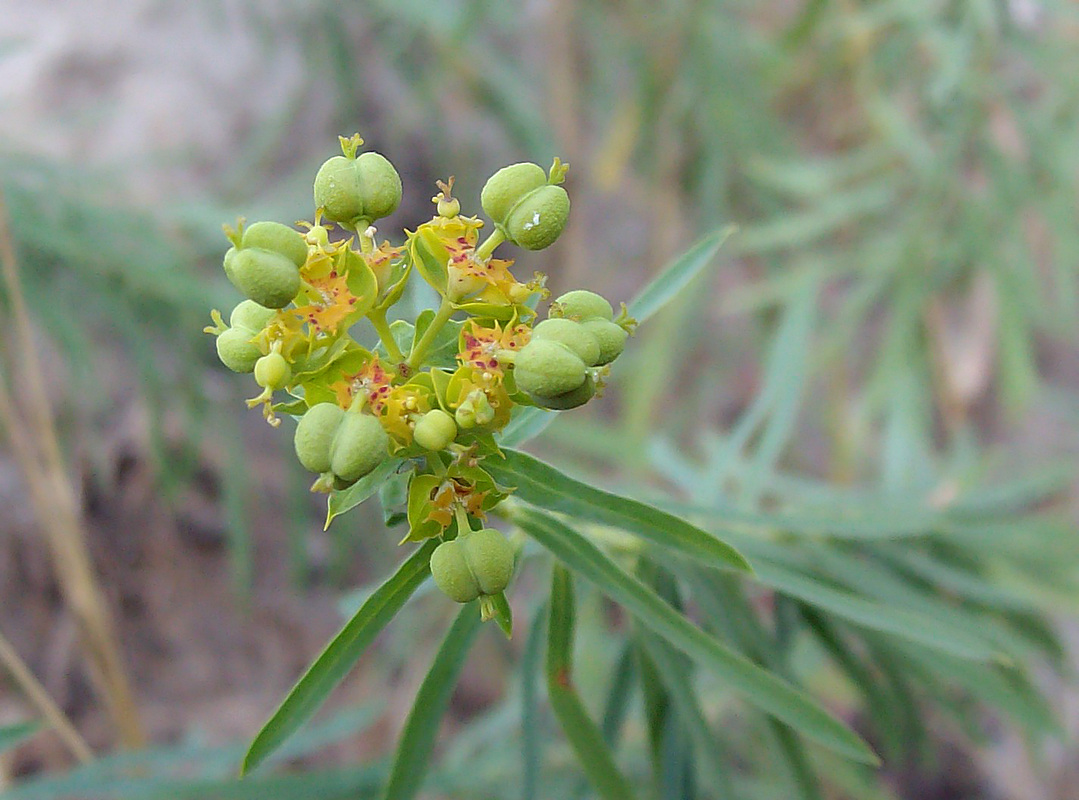 Изображение особи род Euphorbia.