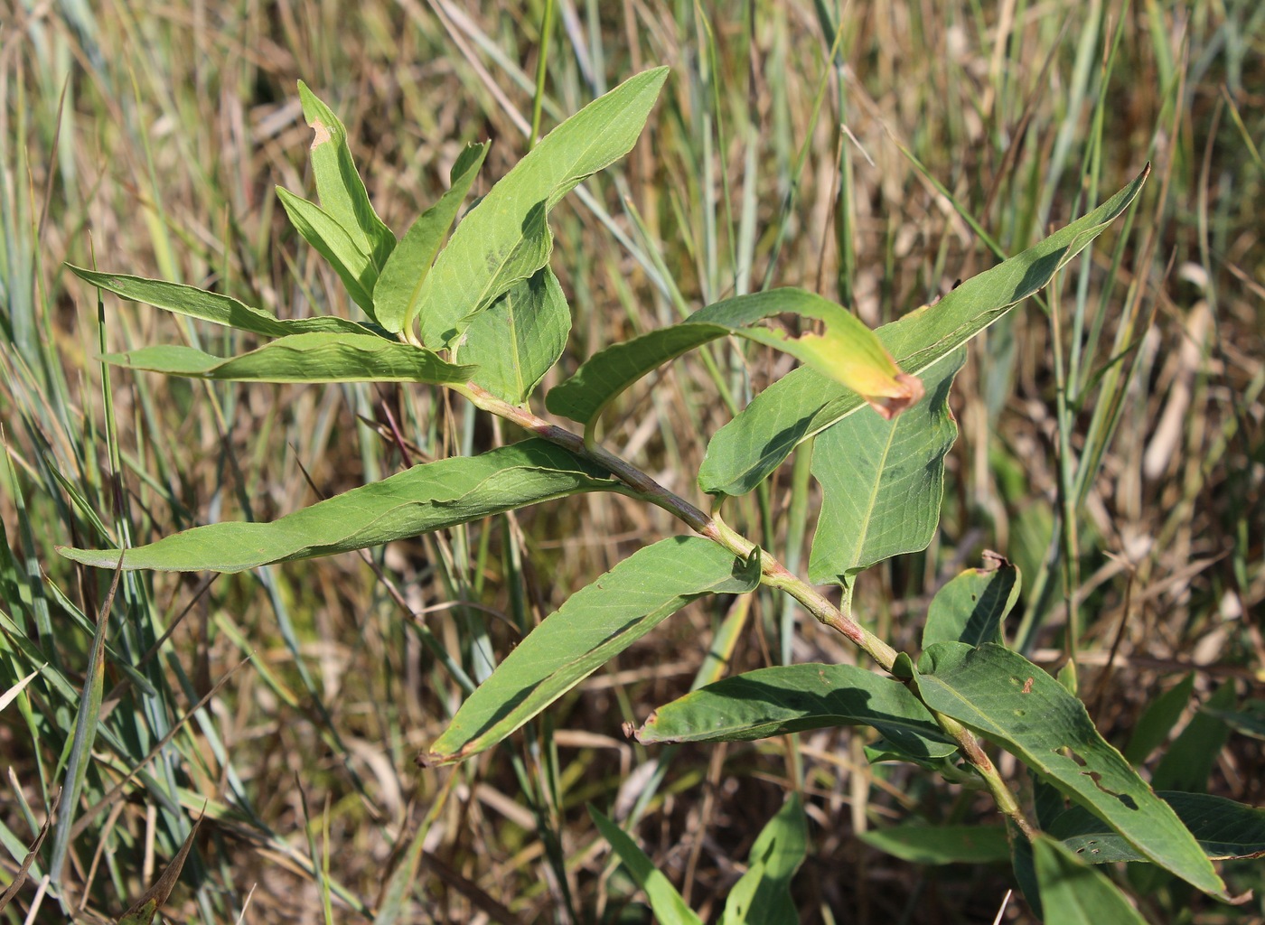 Image of Persicaria amphibia specimen.