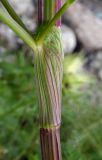 Macrosciadium alatum