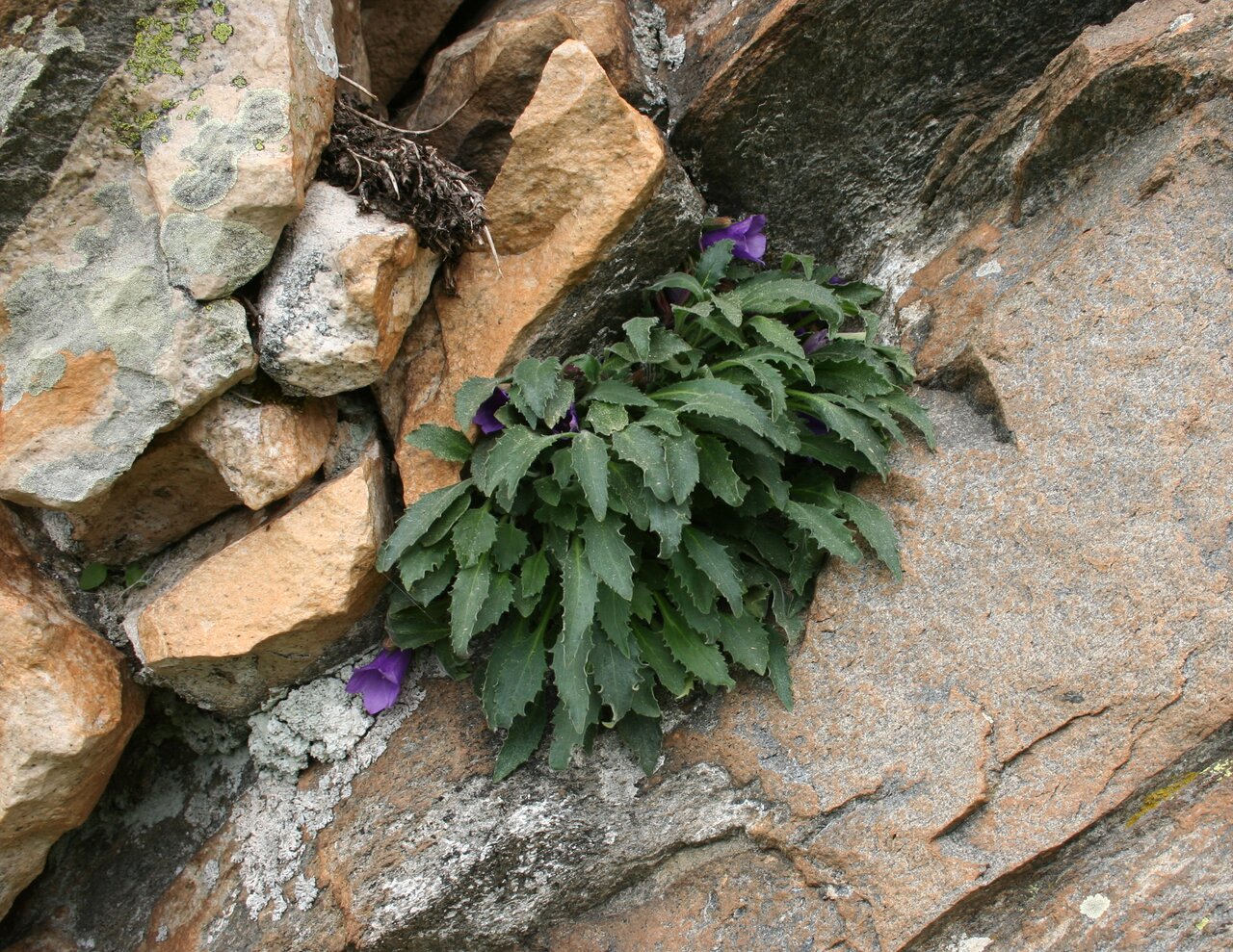 Image of Campanula wanneri specimen.