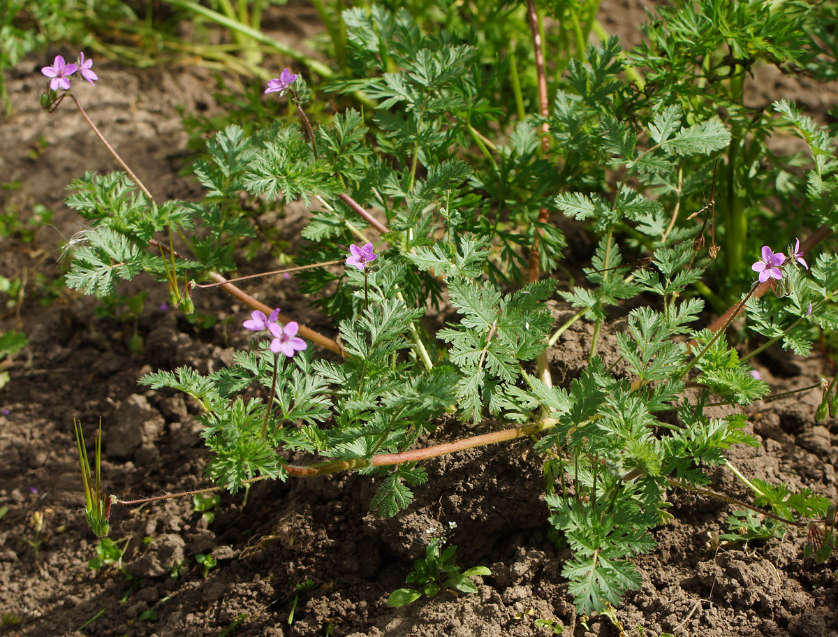 Изображение особи Erodium cicutarium.