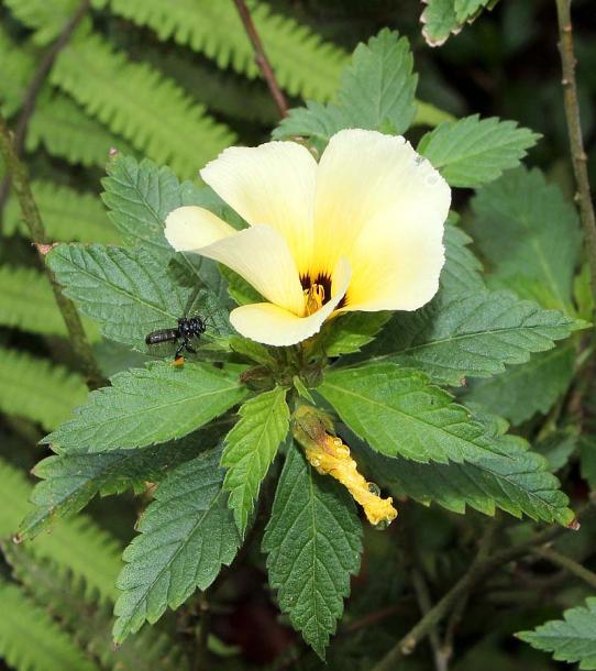 Image of genus Turnera specimen.