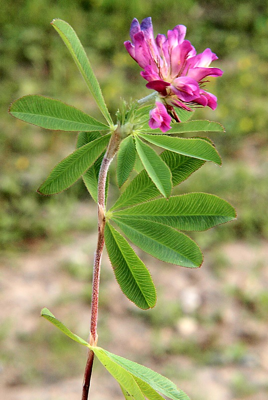 Изображение особи Trifolium pacificum.