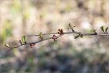 genus Chaenomeles. Верхушка веточки с бутонами и молодыми листьями. Ленинградская обл., Кингисеппский р-н, берег р. Луга, обочина грунтовой дороги в закустаренном разреженном лесу. 03.05.2020.