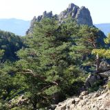 Pinus sylvestris ssp. hamata