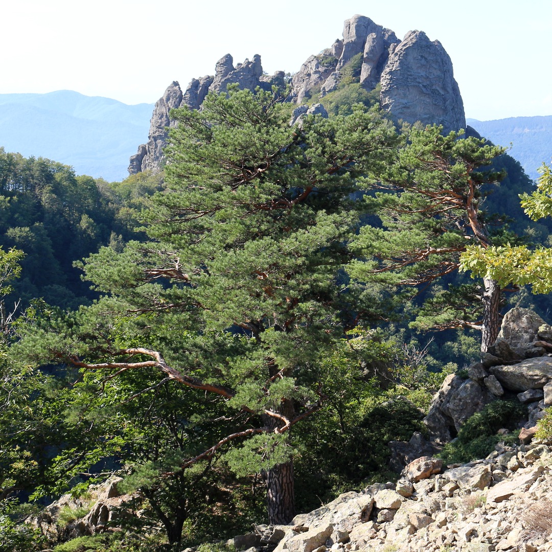 Изображение особи Pinus sylvestris ssp. hamata.