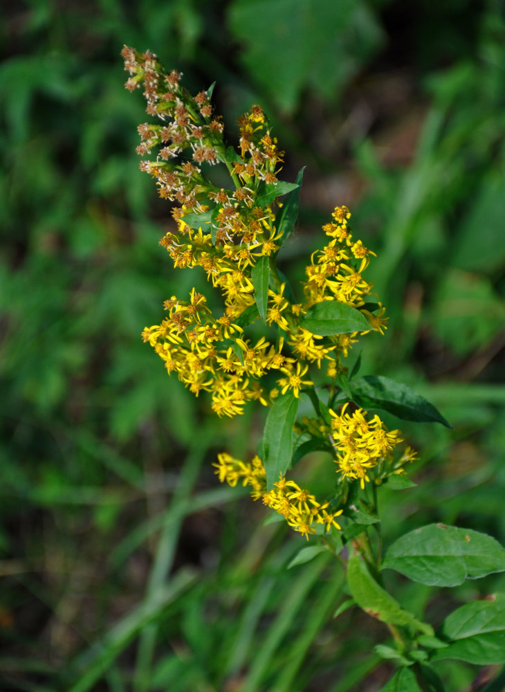 Изображение особи Solidago virgaurea.