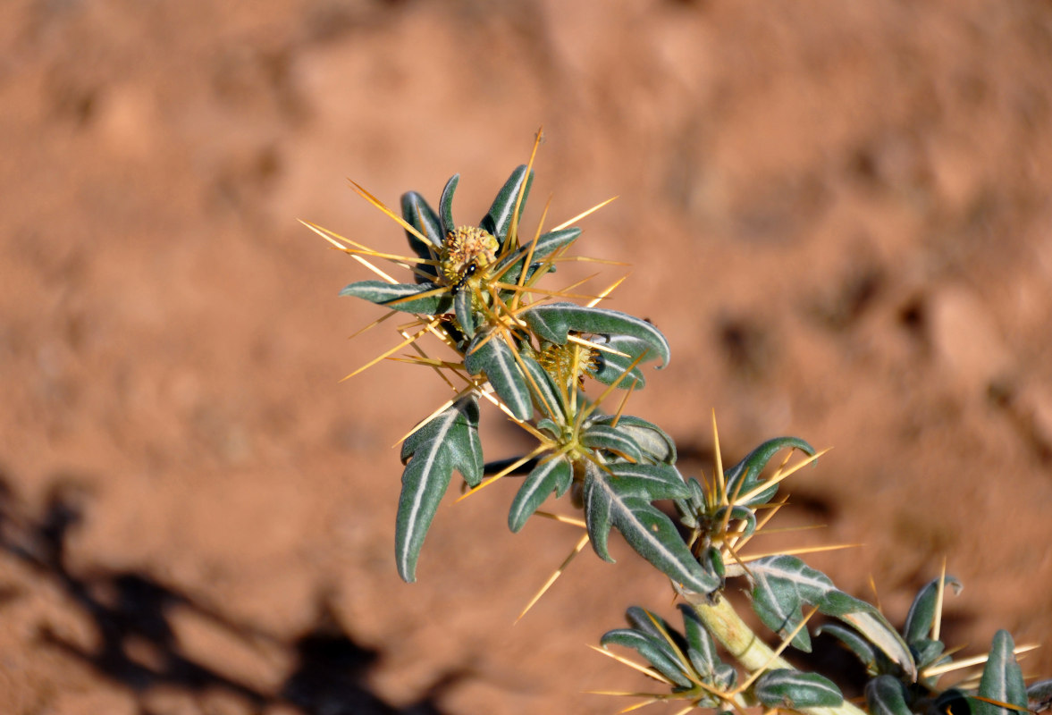Image of Xanthium spinosum specimen.
