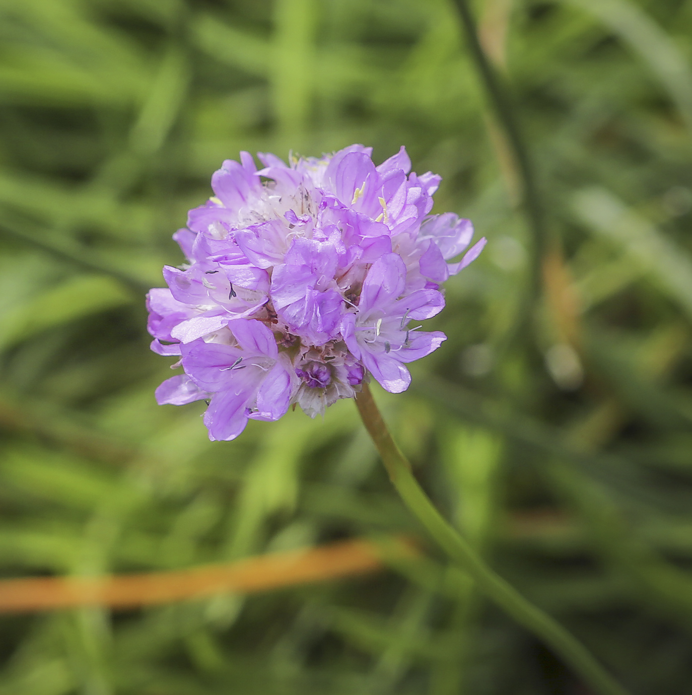 Image of Armeria vulgaris specimen.