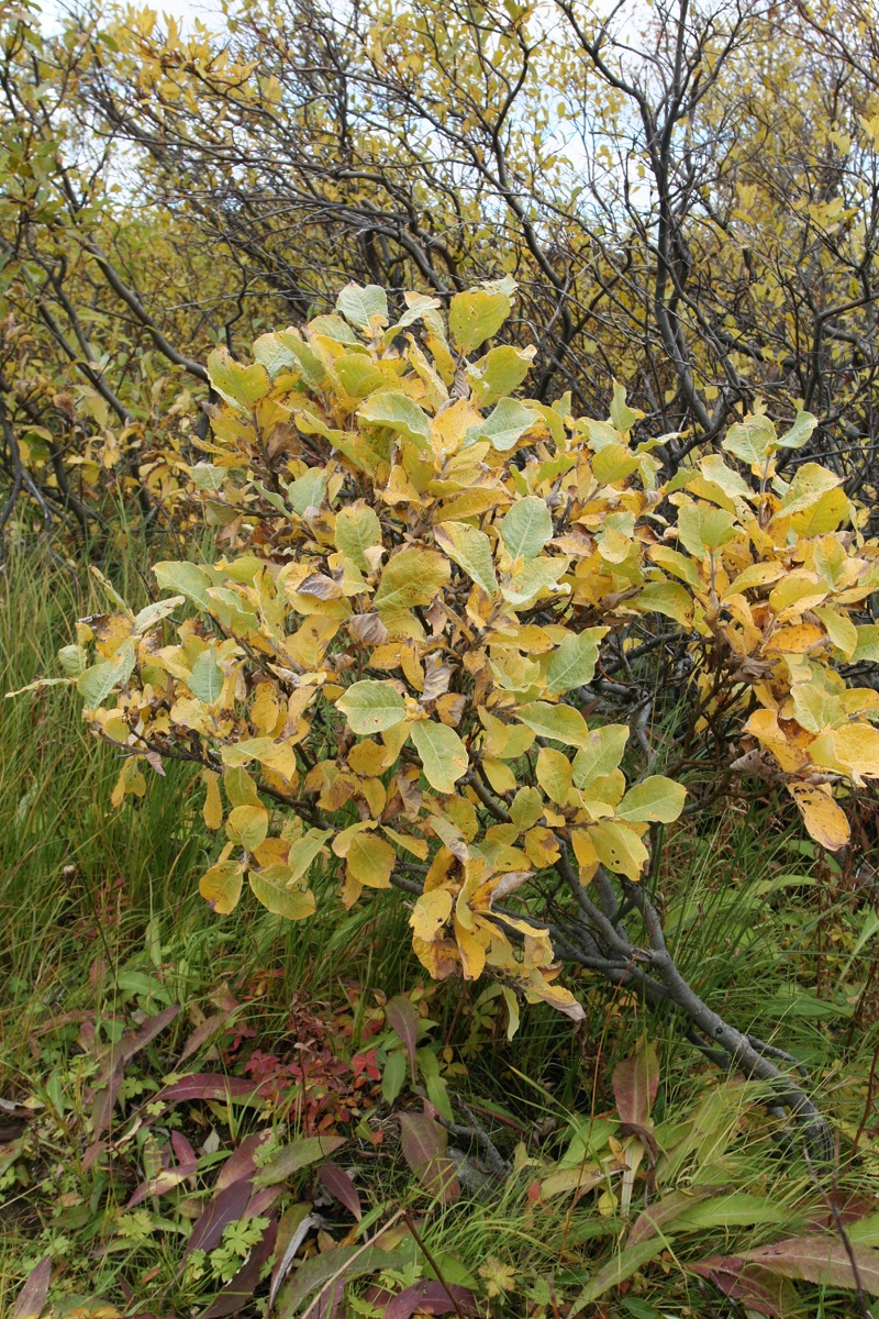 Изображение особи Salix lanata.