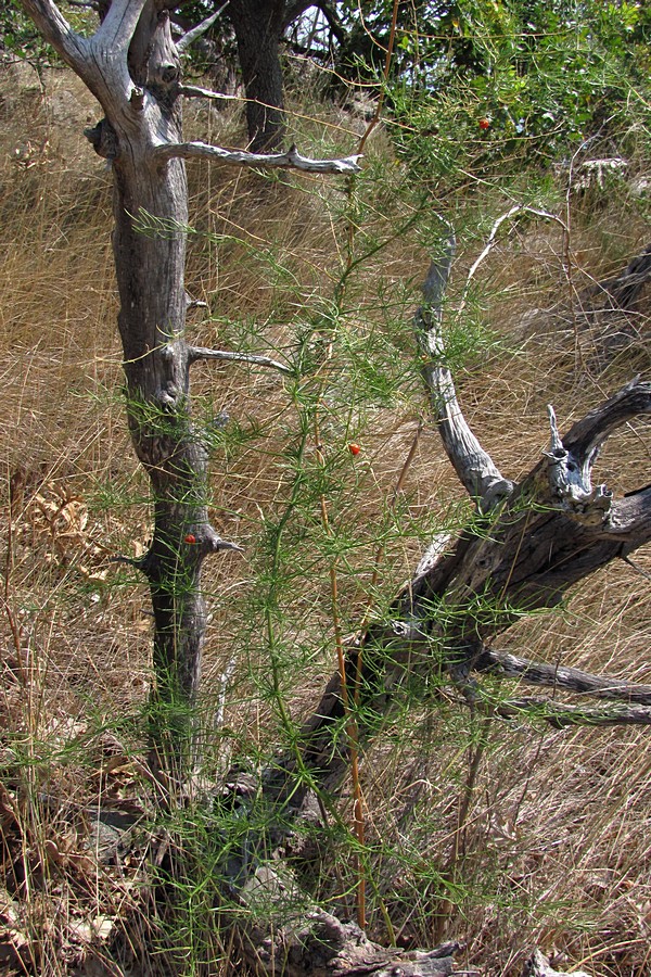 Изображение особи Asparagus verticillatus.