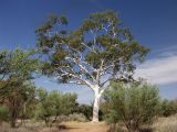 Corymbia aparrerinja