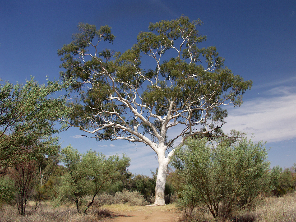 Image of Corymbia aparrerinja specimen.