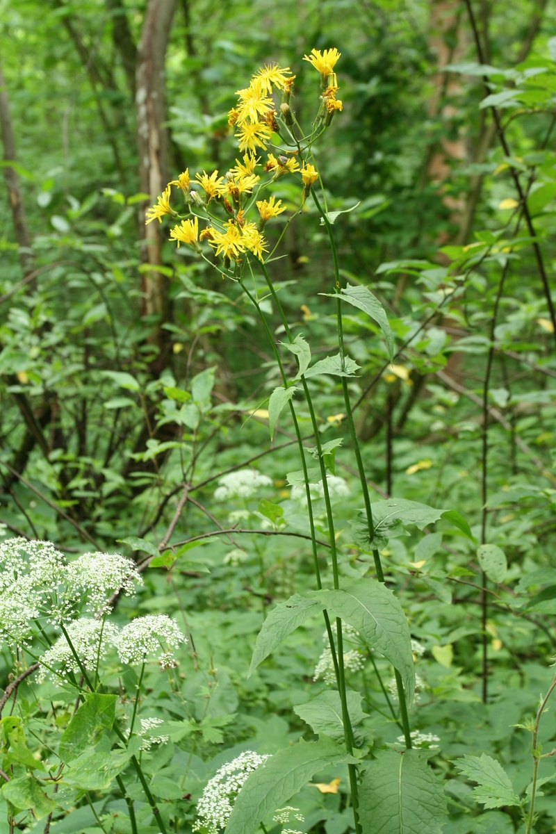 Изображение особи Crepis paludosa.