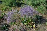 Limonium scoparium