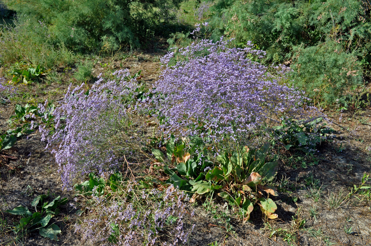 Изображение особи Limonium scoparium.